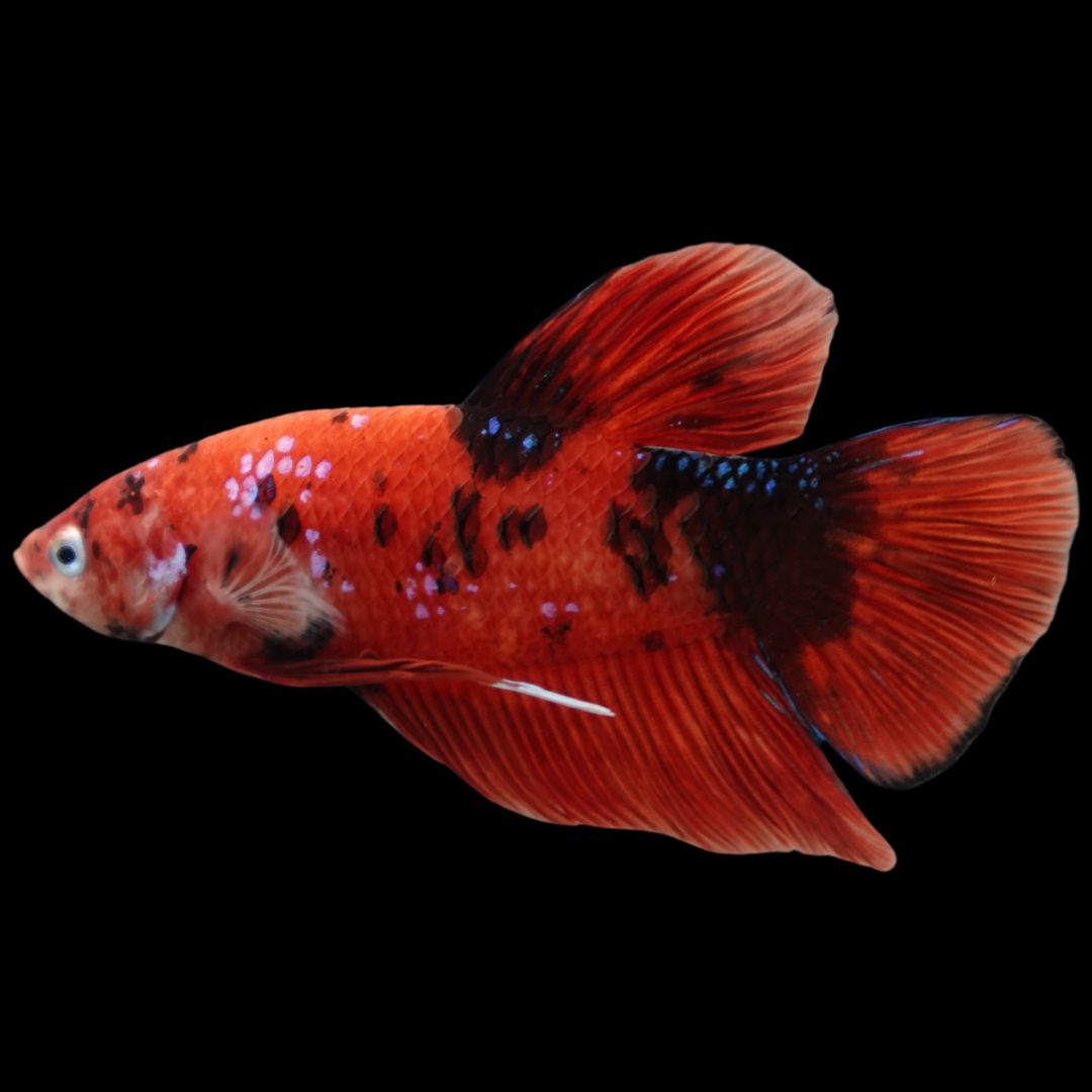 Rare Giant Multicolors Betta Fish
