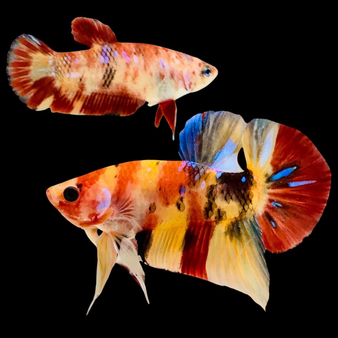 Rare Pair Koi Multicolors Betta Fish