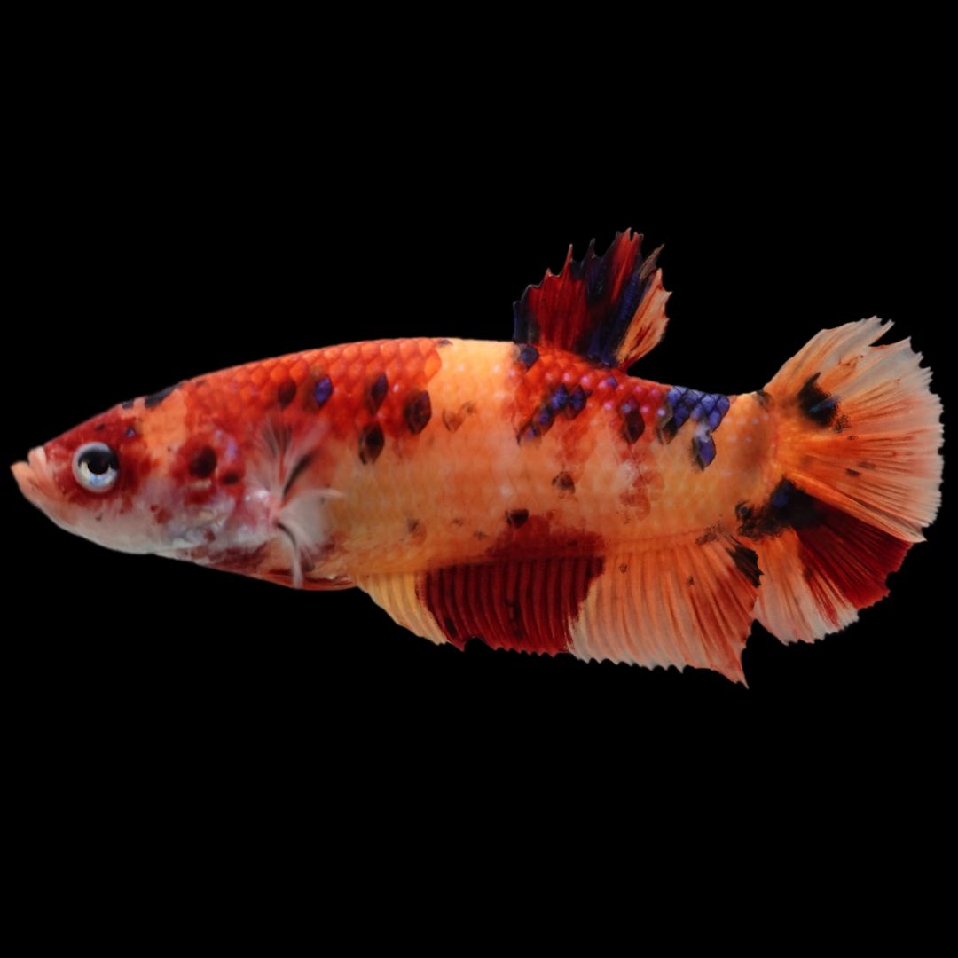 Rare Super Giant Koi Multicolors Betta Fish
