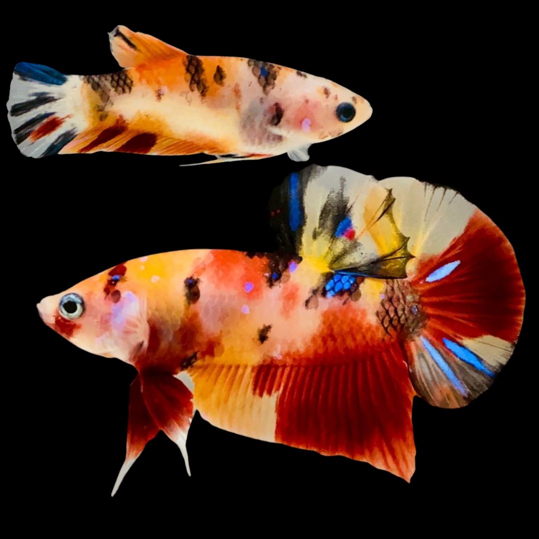 Rare Pair Koi Multicolors Betta Fish