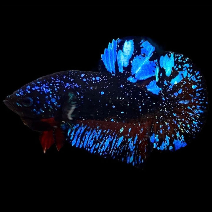Rare Avatar Betta Fish