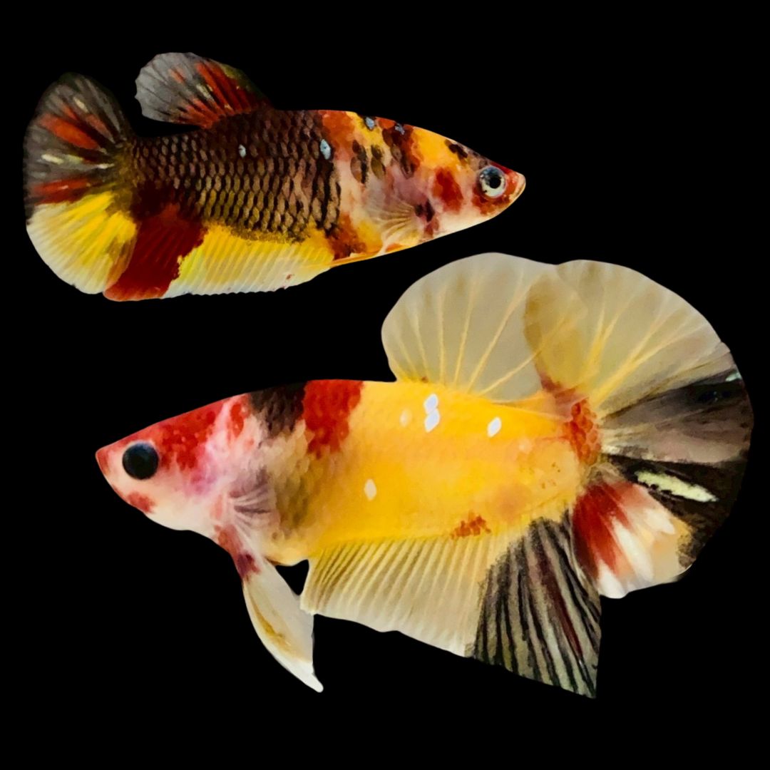 Rare Pair Koi Multicolors Betta Fish