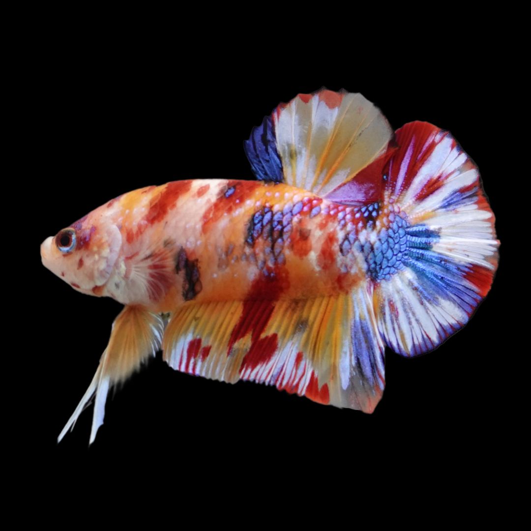 Competition grade Candy Multicolors Betta Fish For Sale