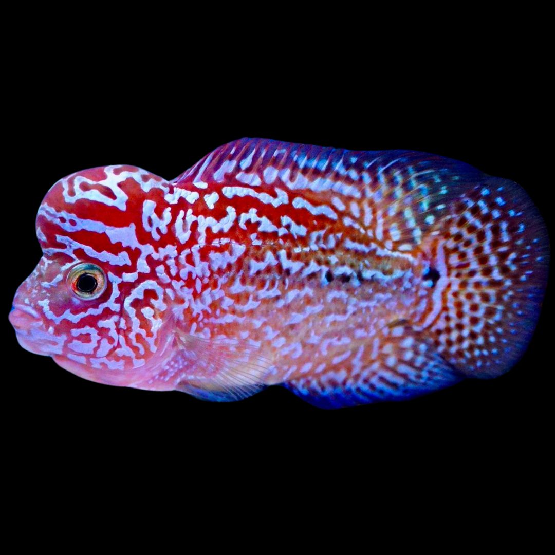 Rare Kamfa Golden Base Flowerhorn