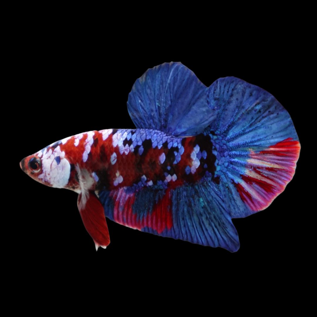 Rare Blue And Red Betta Fish