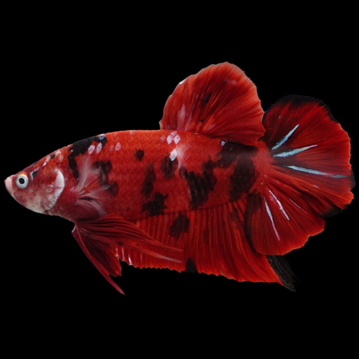 Rare Giant Multicolors Betta Fish