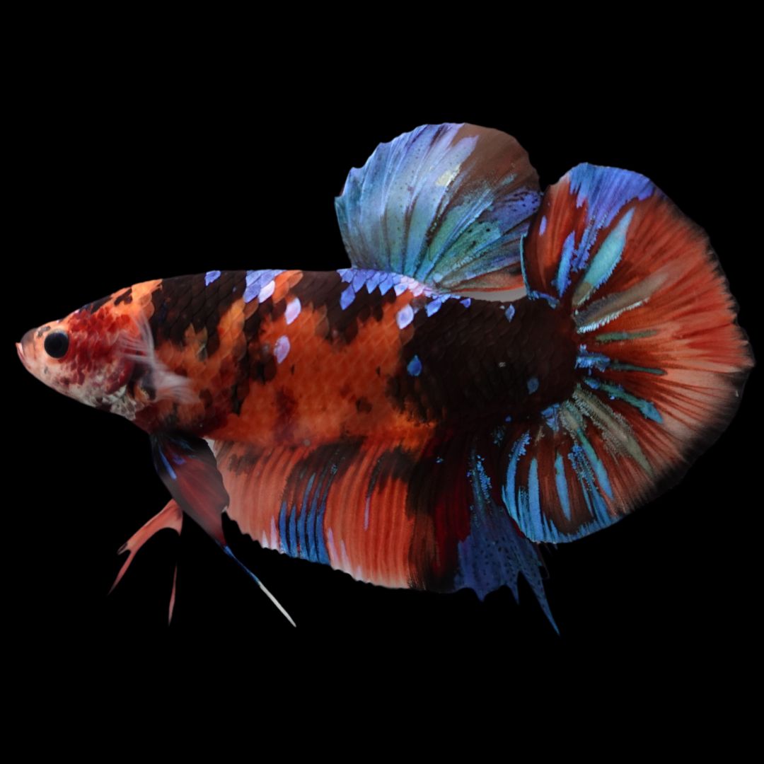 Rare Giant Multicolors Betta Fish