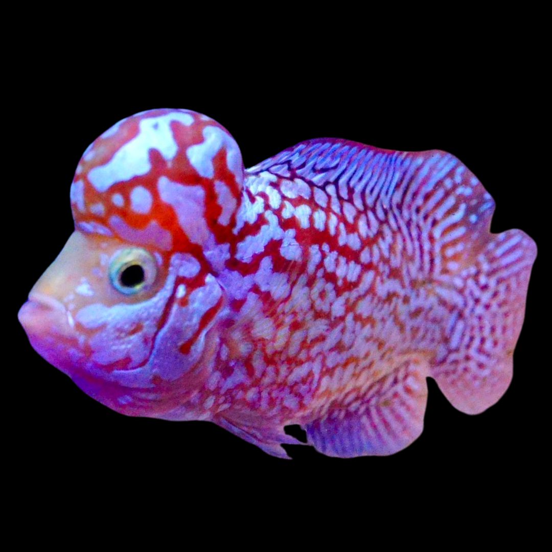 Rare Kamfa Golden Base Flowerhorn