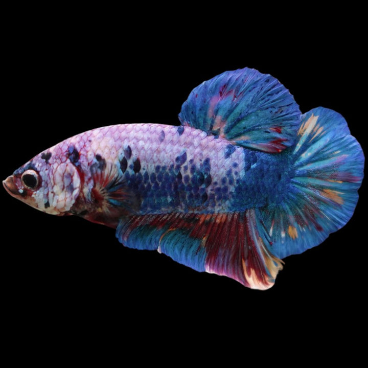 Rare Giant Multicolors Betta Fish