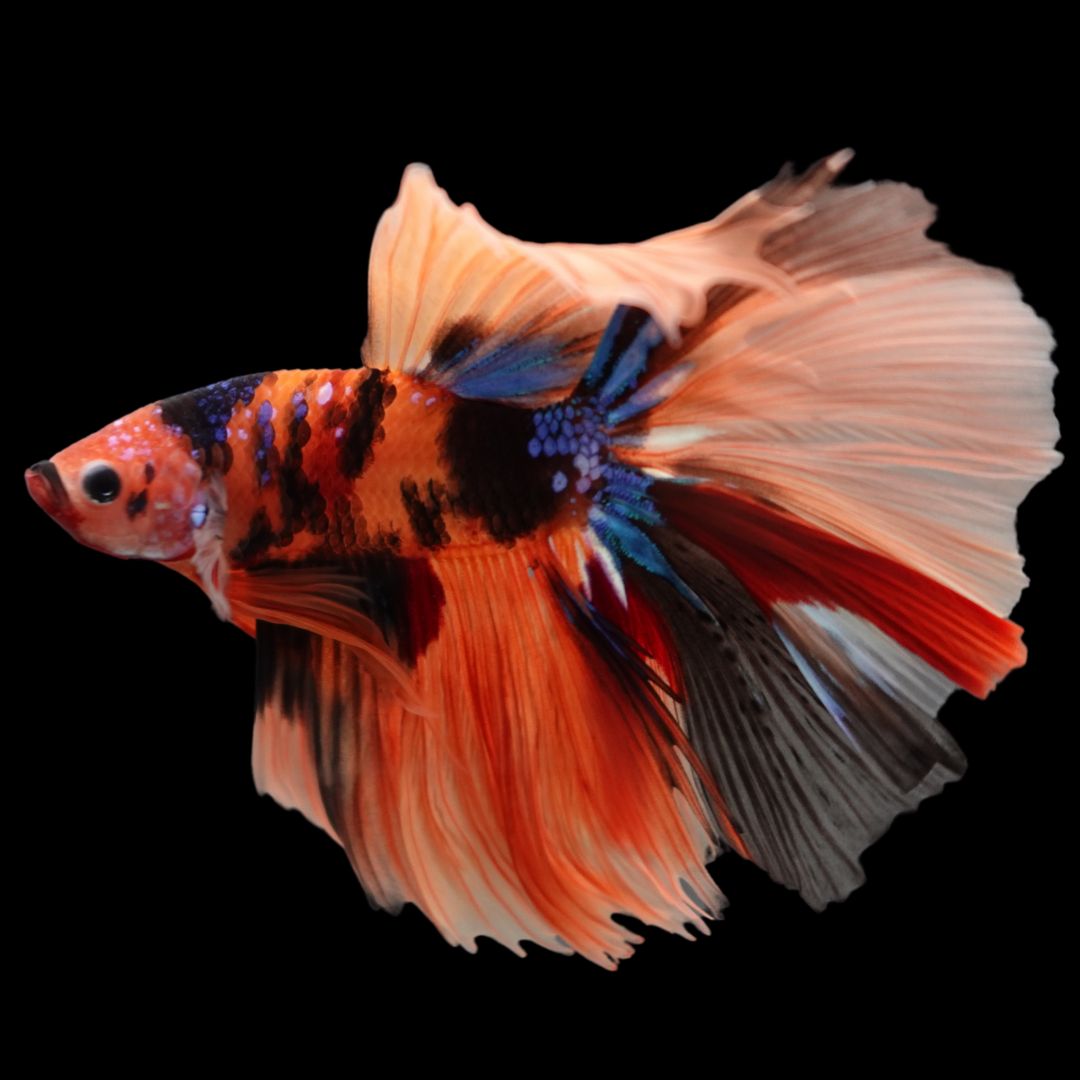 Rare Halfmoon Multicolors Betta Fish