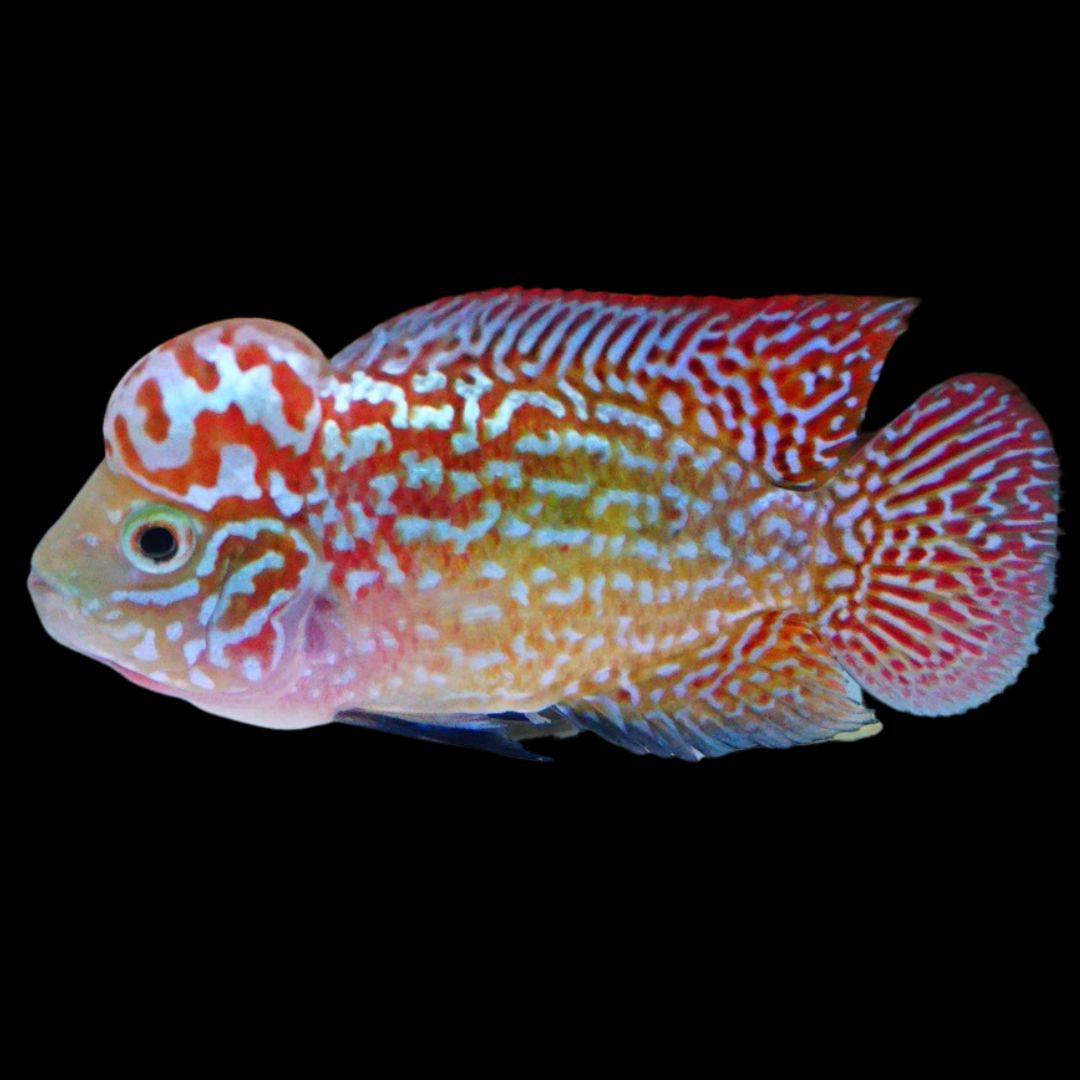 Rare Kamfa Golden Base Flowerhorn