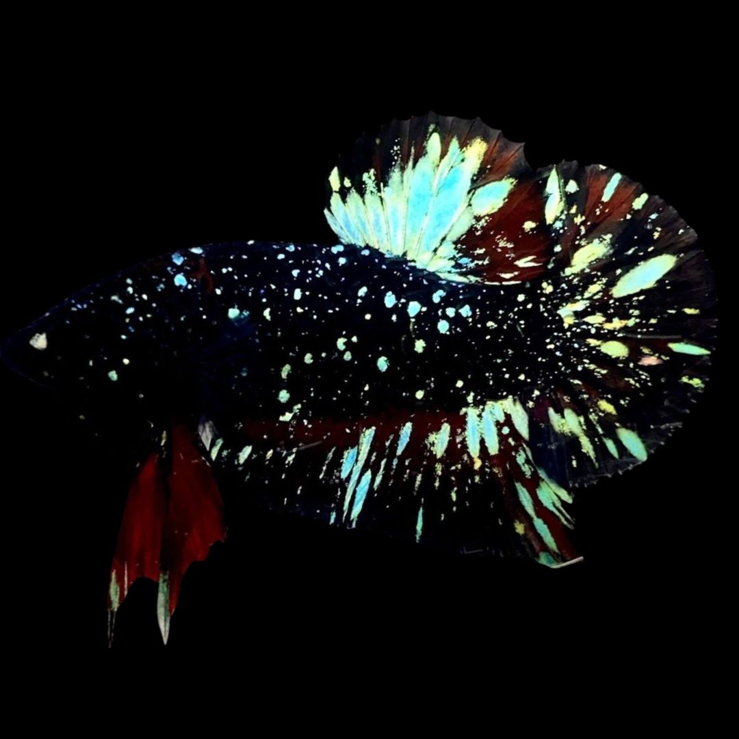 Rare Avatar Betta Fish