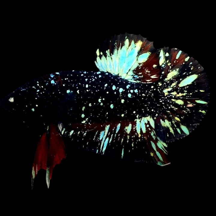 Rare Avatar Betta Fish