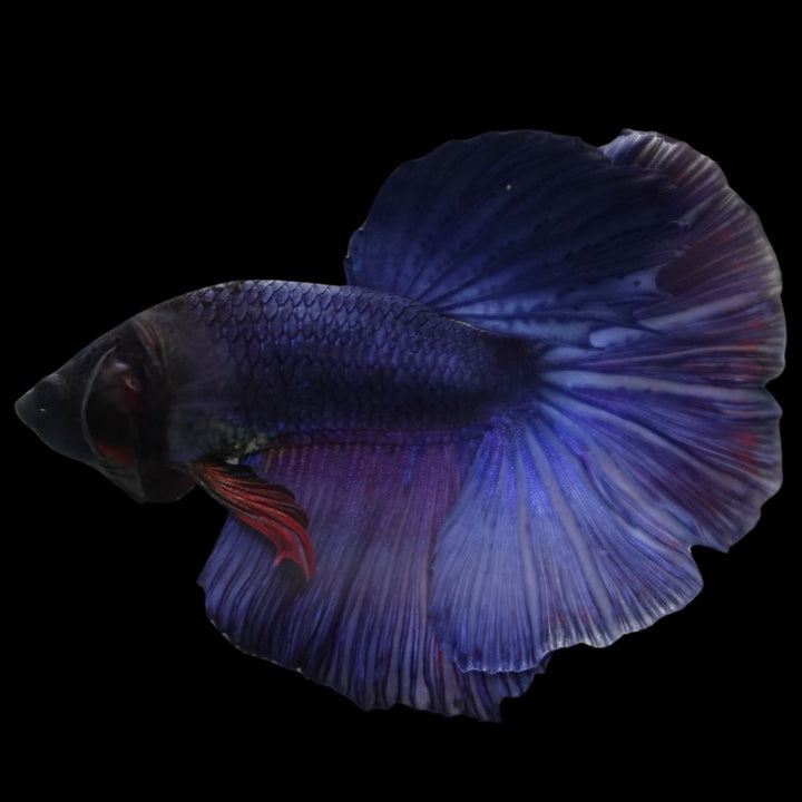 Rare Halfmoon Indigo Blue Betta Fish