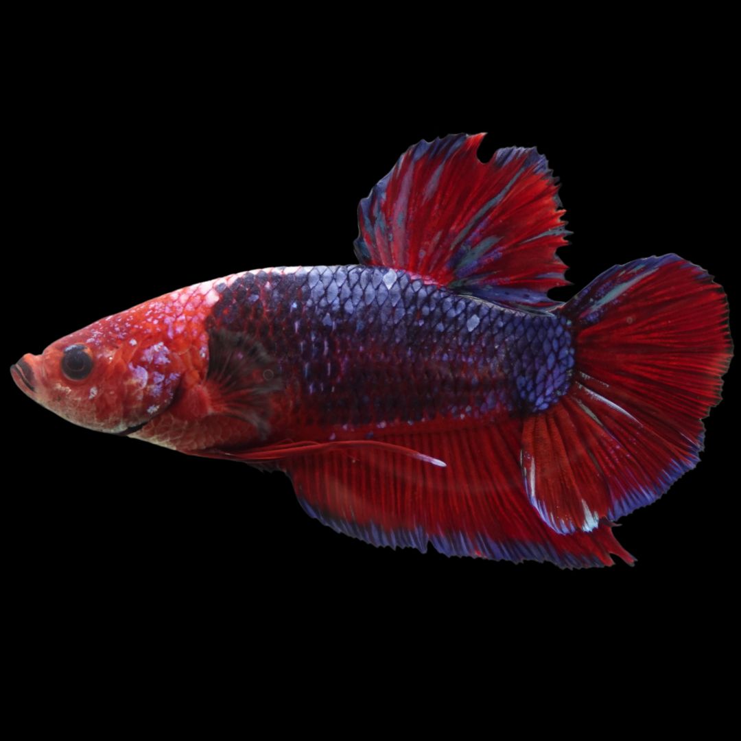 Rare Giant Multicolors Betta Fish