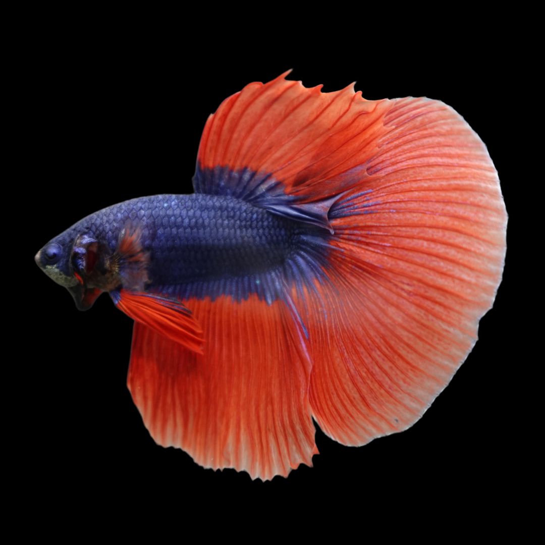 Competition Halfmoon Super Blue Orange Fin Betta Fish For Sale