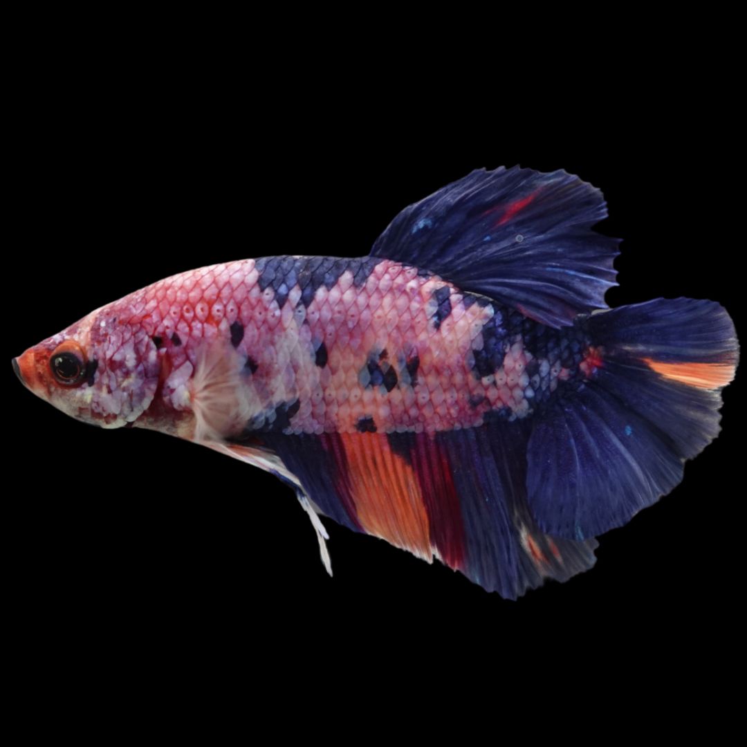 Rare Giant Multicolors Betta Fish