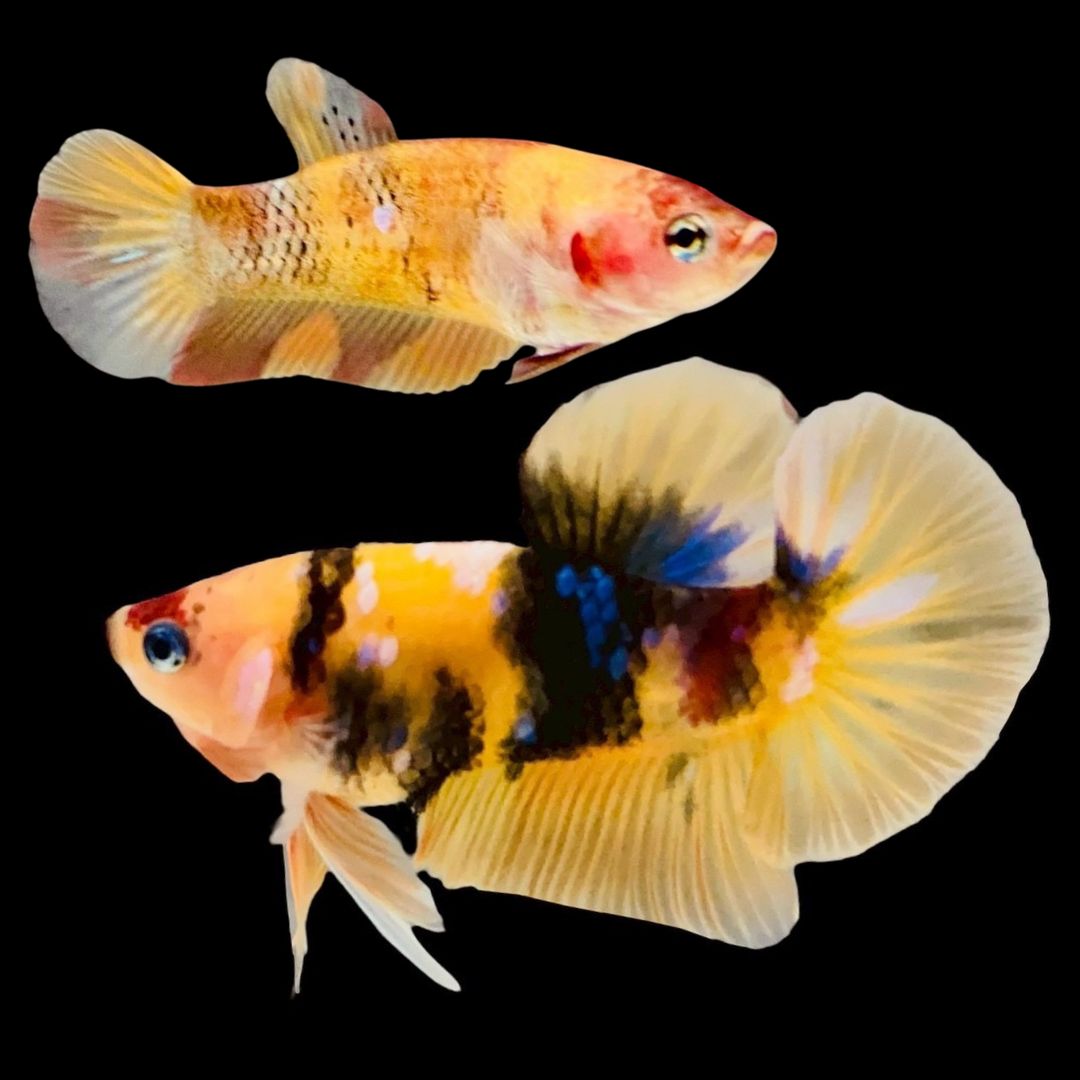 Rare Pair Koi Multicolors Betta Fish