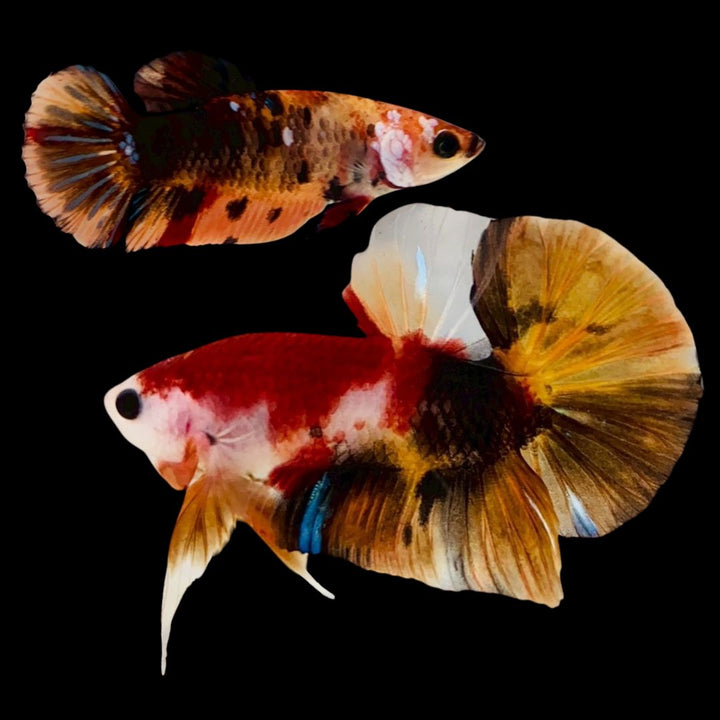 Rare Pair Koi Multicolors Betta Fish