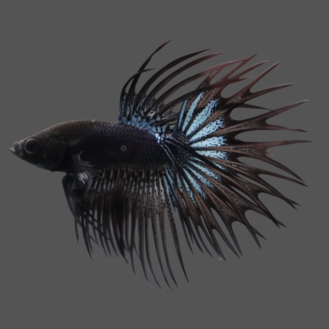 Competition grade Black Venom Crowntail Betta Fish For Sale