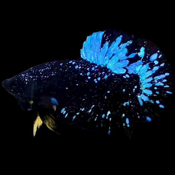 Rare Avatar Betta Fish