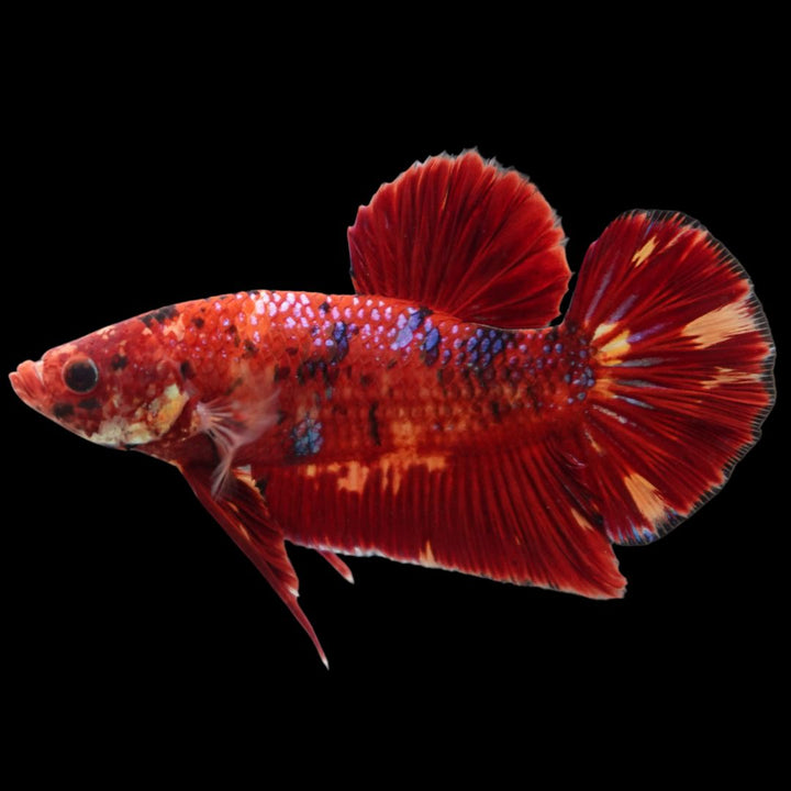 Rare Giant Multicolors Betta Fish