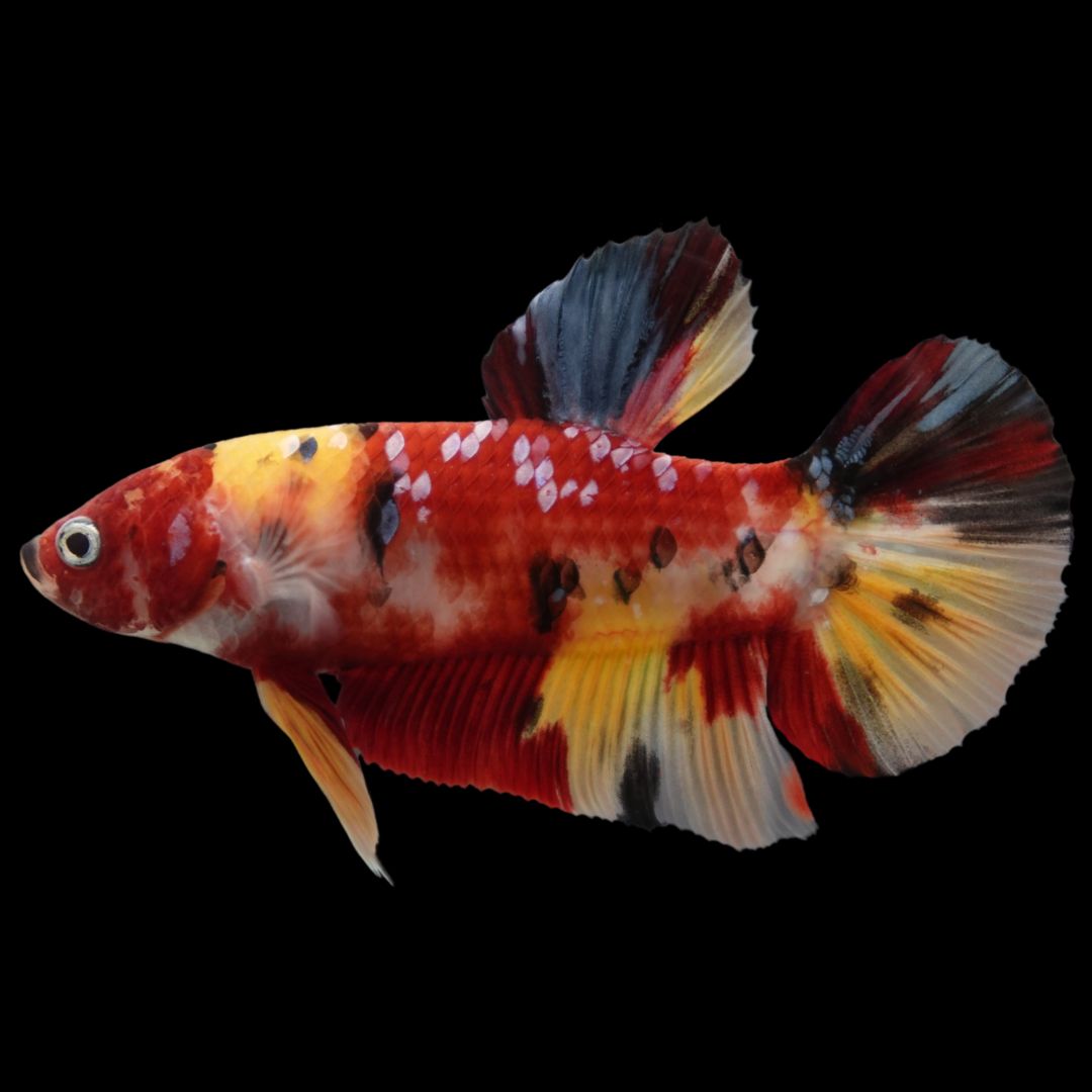 Rare Giant Multicolors Betta Fish