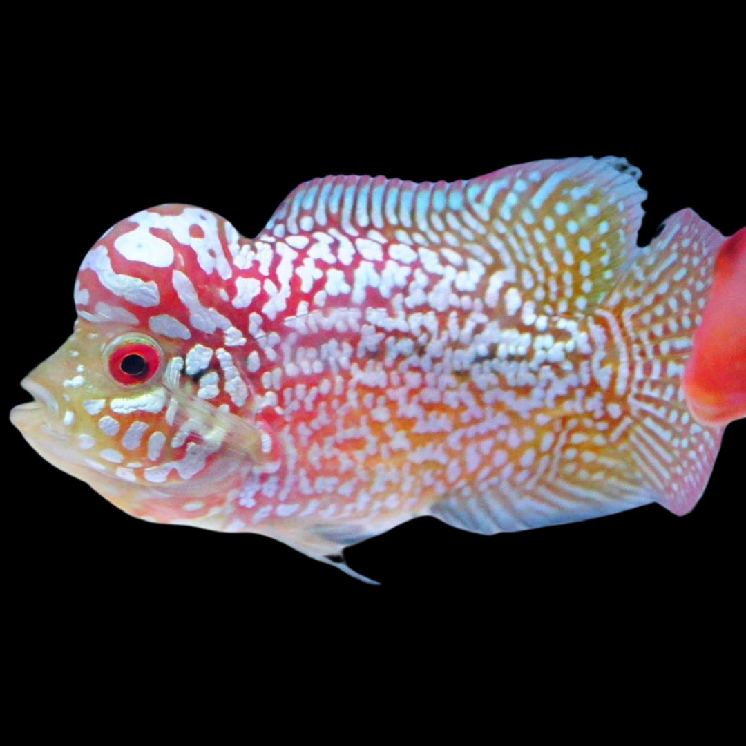 Rare Kamfa Golden Base Flowerhorn