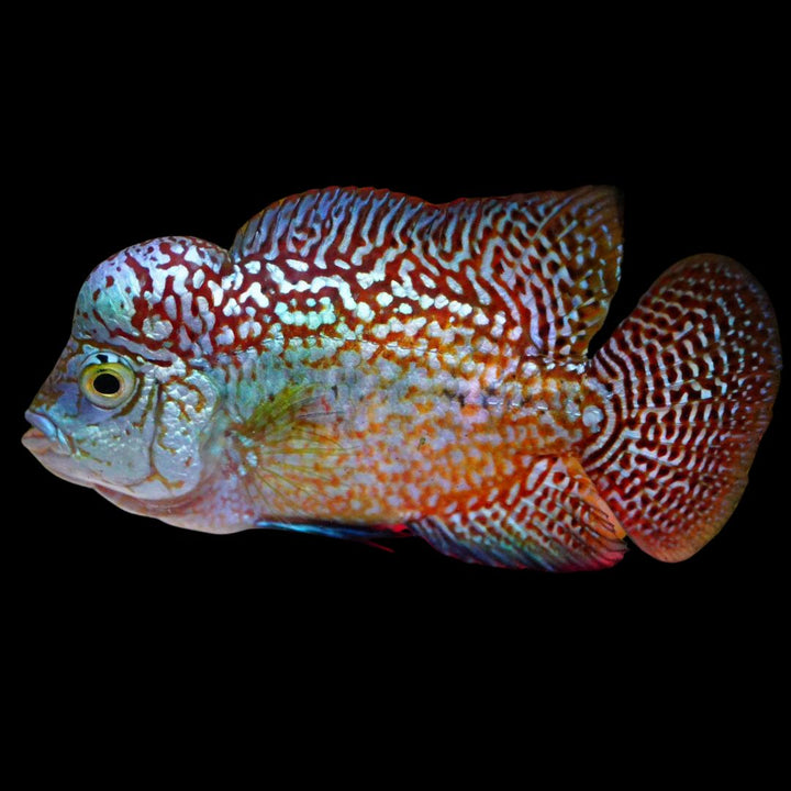 Rare Kamfa Golden Base Flowerhorn