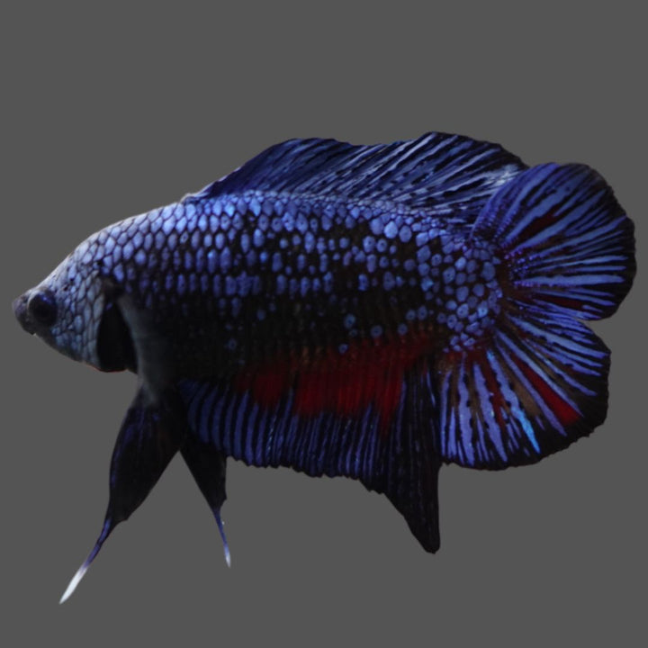 Rare Double Tail Blue Samurai Betta Fish