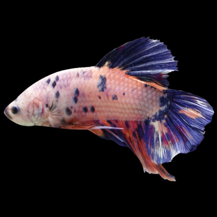 Rare Giant Multicolors Betta Fish