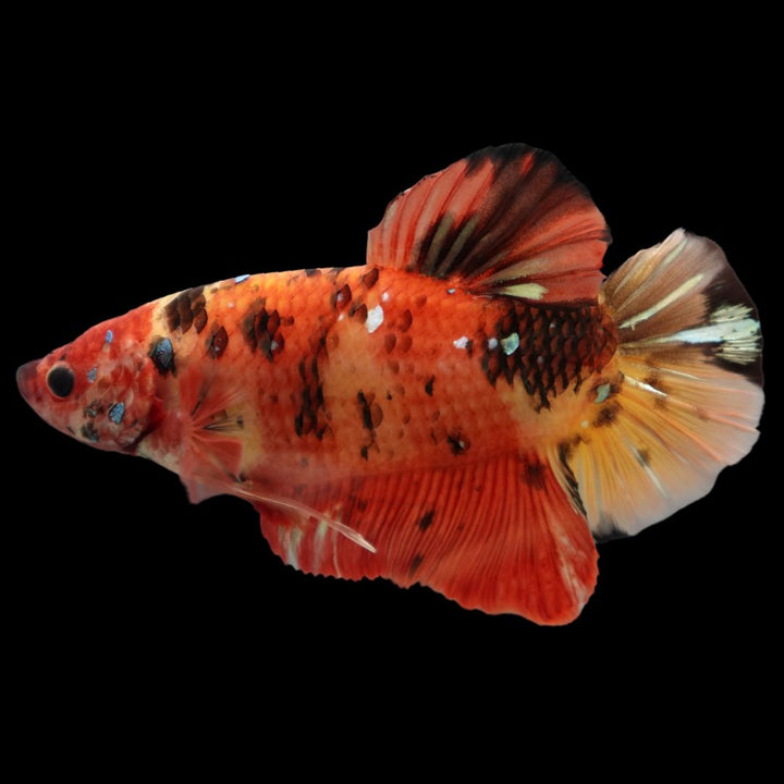 Rare Giant Multicolors Betta Fish