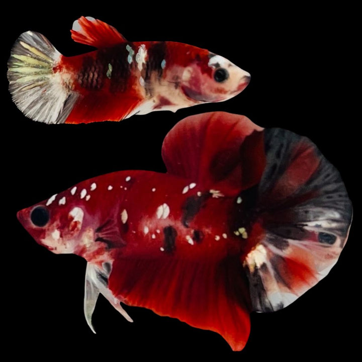 Rare Pair Red Copper Betta Fish