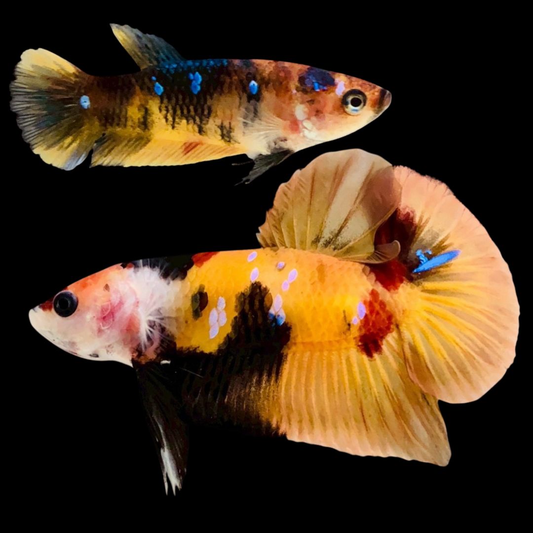 Rare Pair Koi Multicolors Betta Fish