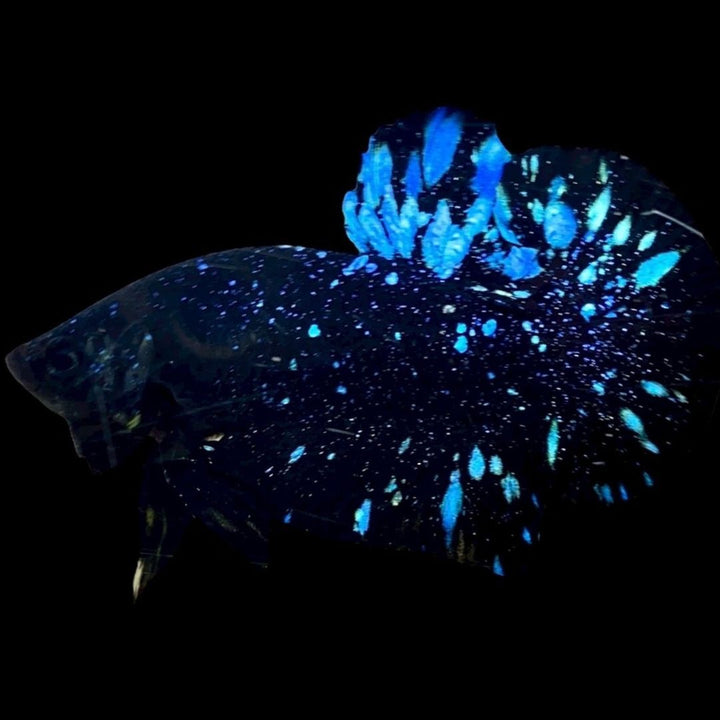 Rare Avatar Betta Fish