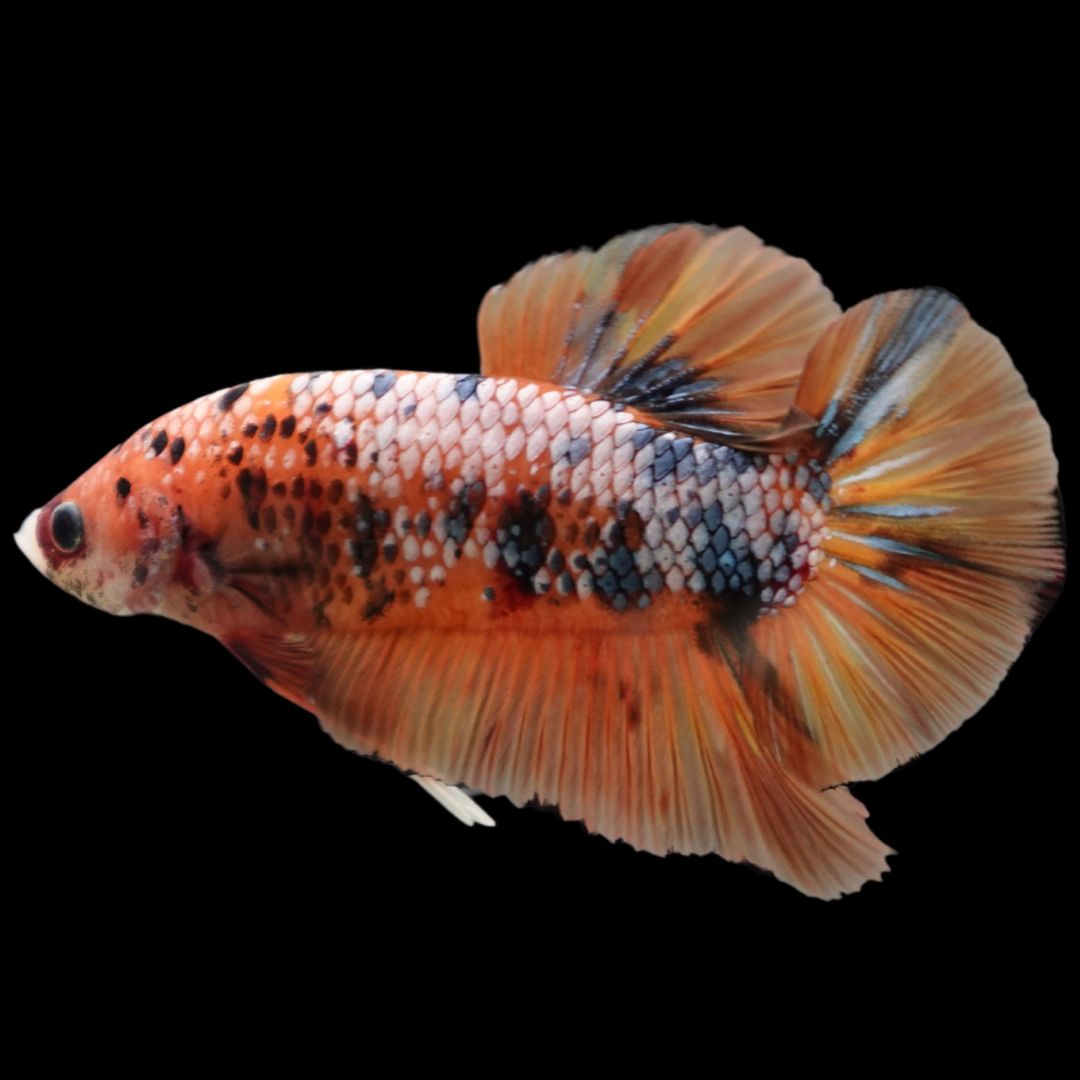 Rare Giant Multicolors Betta Fish