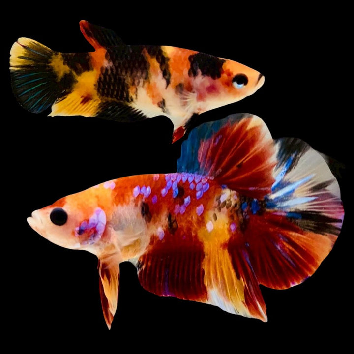 Rare Pair Koi Multicolors Betta Fish