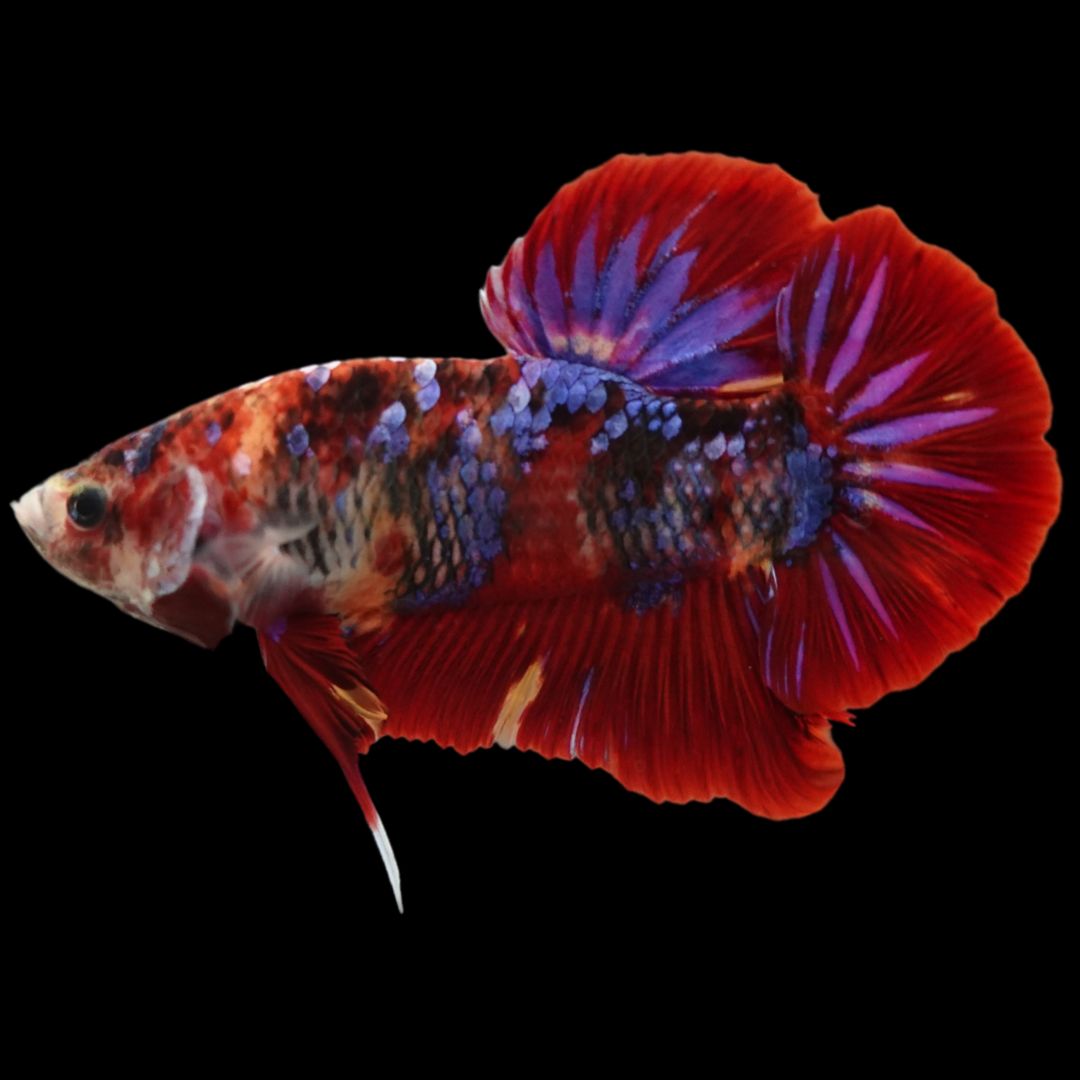 Rare Giant Multicolors Betta Fish