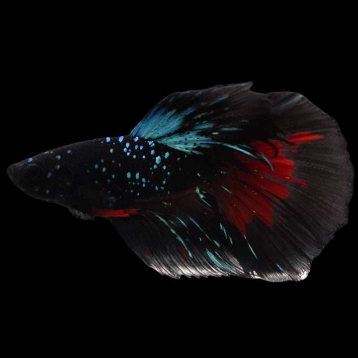 Rare Halfmoon Black Star Betta Fish