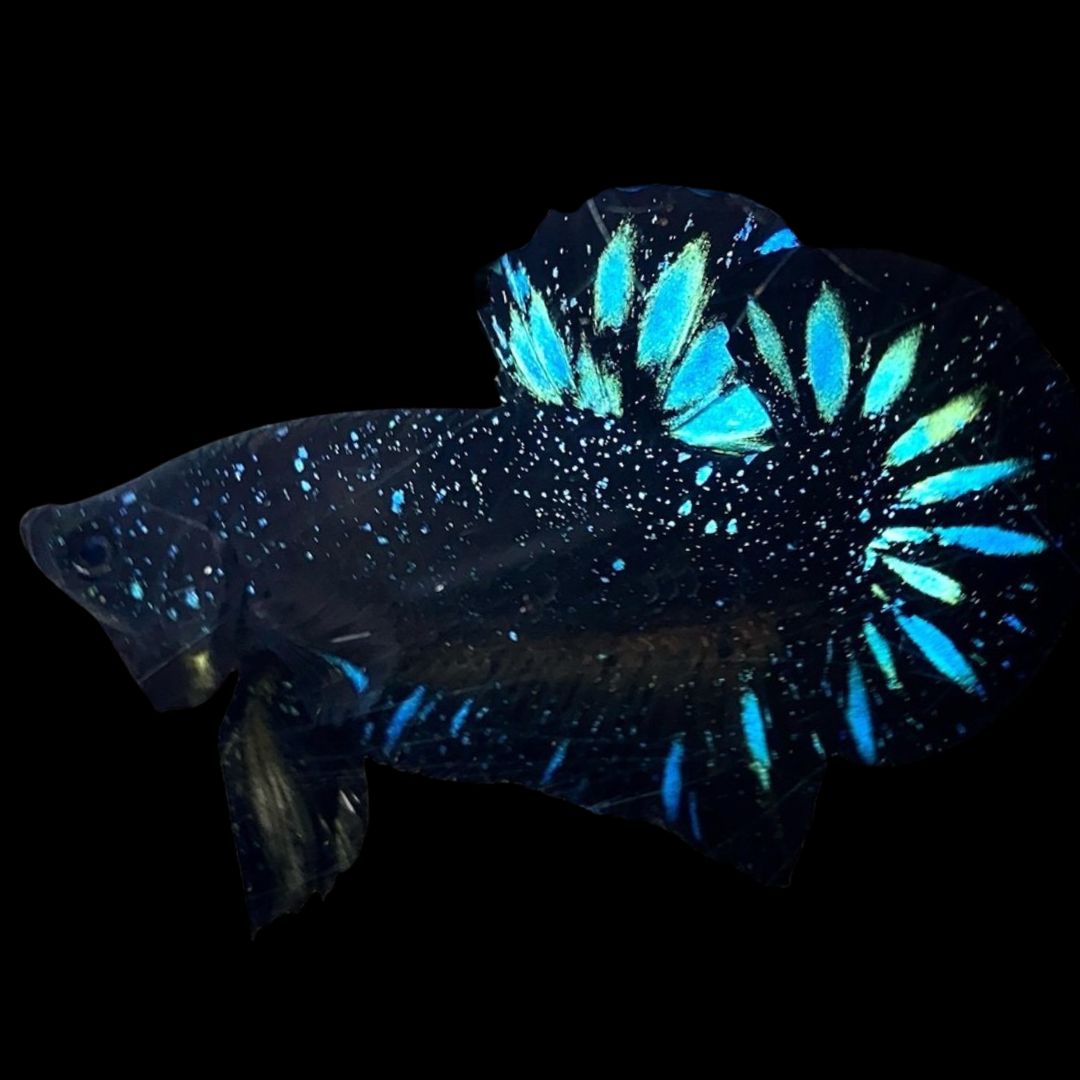 Rare Avatar Betta Fish