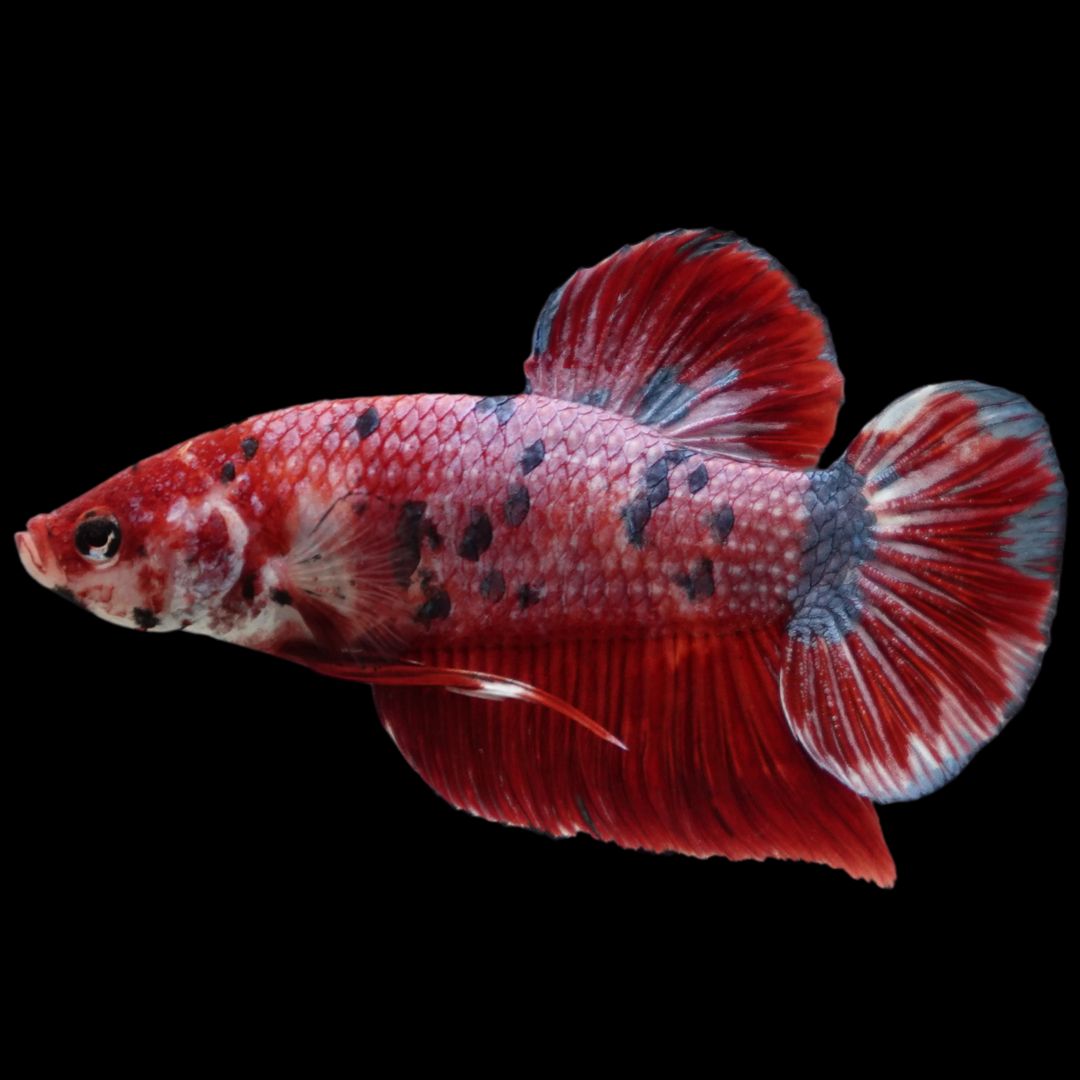 Rare Giant Multicolors Betta Fish