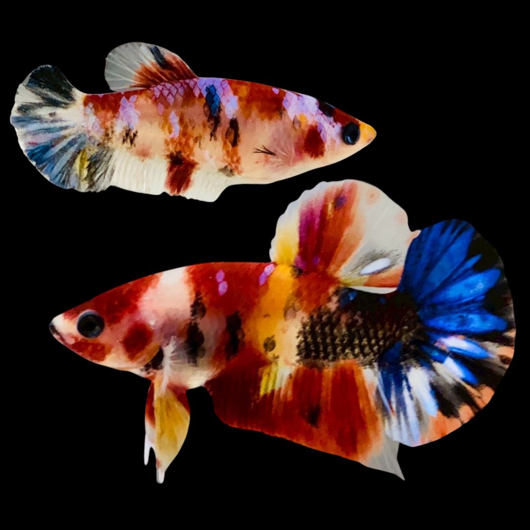 Rare Pair Koi Multicolors Betta Fish