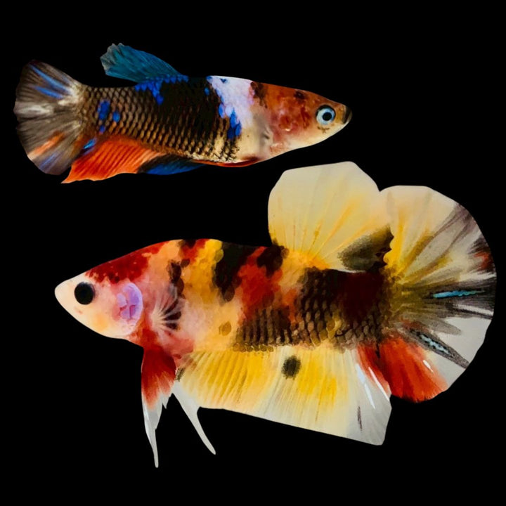 Rare Pair Koi Multicolors Betta Fish