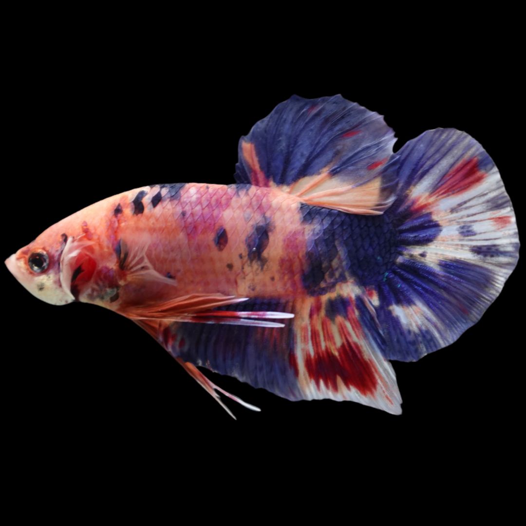 Rare Giant Multicolors Betta Fish