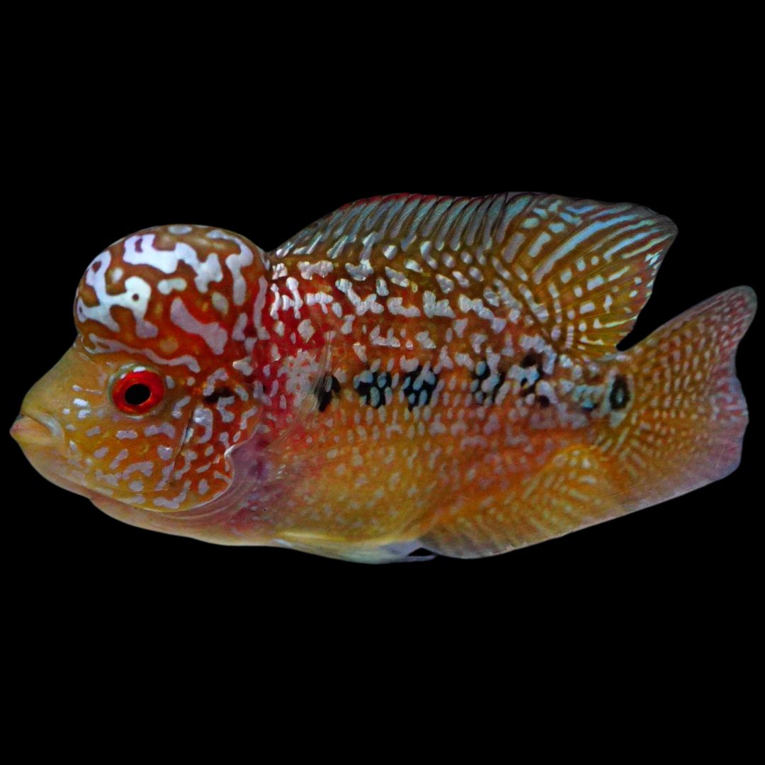 Rare Kamfa Golden Base Flowerhorn