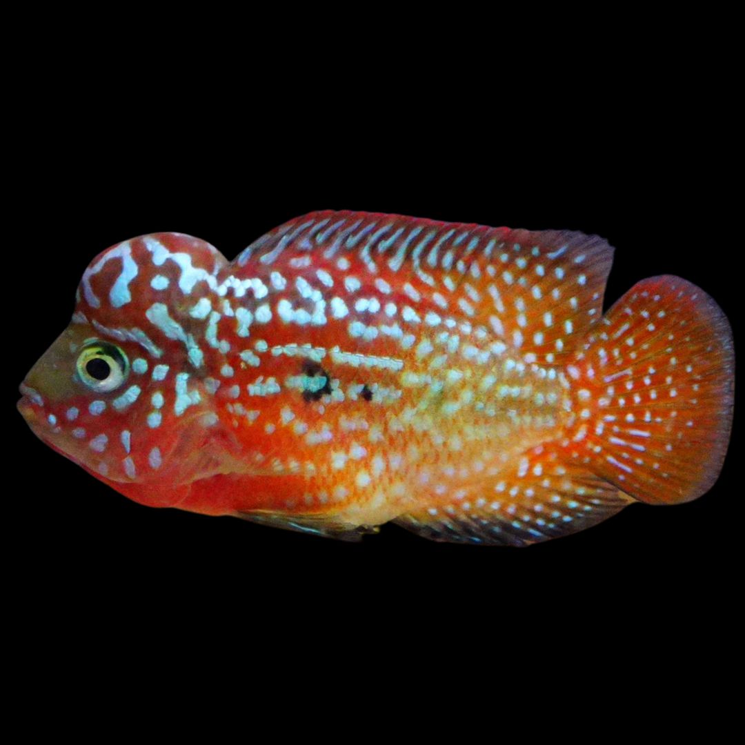 Rare Kamfa Golden Base Flowerhorn
