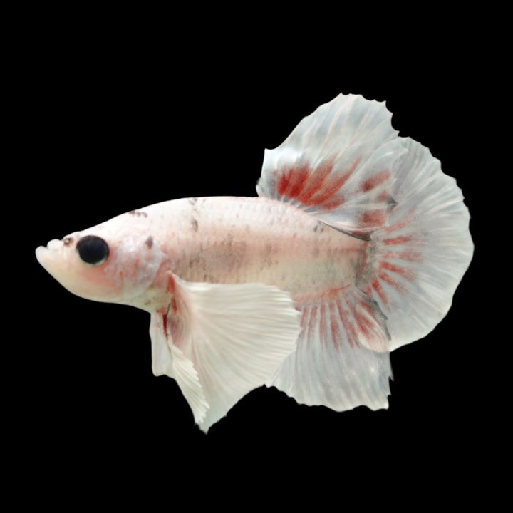 Rare Dumbo Smokey Red Betta Fish