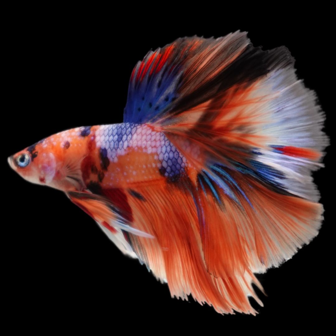 Rare Halfmoon Multicolors Betta Fish