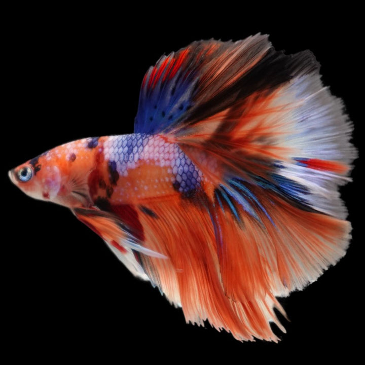 Rare Halfmoon Multicolors Betta Fish