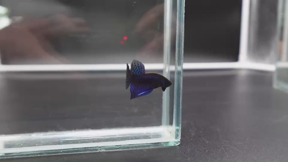 Blue Mahachaiensis Betta - Thailand Wild Betta